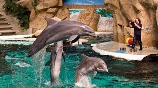 Dolphin Show Delfin Show Zoo Duisburg Sea World [upl. by Evy]