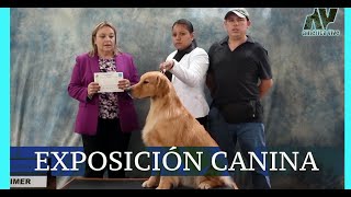 EXPOSICIONES CANINAS ¿Qué son ¿De qué se tratan [upl. by Aniluap283]