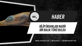 Bilim insanları nadir bir balık türü buldu [upl. by Ilyse]