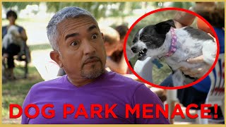 HE HAS BITTEN EVERYONE DOG PARK MENACE  Cesar 911 [upl. by Menken]