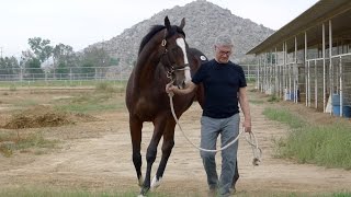 Yearling Thoroughbred Colt Getting Ready For Santa Anita Racing [upl. by Metzgar701]