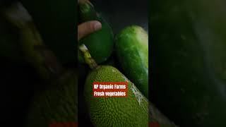 KP Organic Farms Fresh vegetables [upl. by Kcirb702]