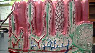 Intestinal Layers [upl. by Alleciram]