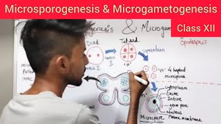 Microsporogenesis amp Microgametogenesis  Shivam Oswal [upl. by Morley]