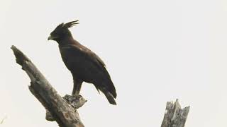 Lophaetus occipitalis águila crestilarga  longcrested eagle [upl. by Otrebile532]