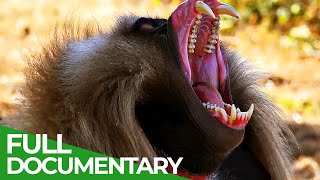 Wildlife  Just Monkeys  Free Documentary Nature [upl. by Ursala919]