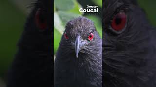 Greater Coucal  Centropus sinensis  Western Ghats  Nikon Z6III  180 600 zoom Lens [upl. by Ahsitam]