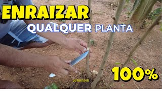 Como Fazer Alporquia Passo a Passo Multiplique Suas Plantas com Facilidade [upl. by Odanref496]