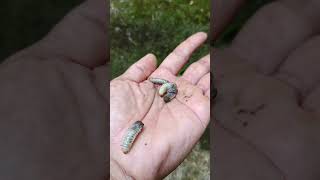 I found baby larva🐛 arthropods larva scary shorts [upl. by Forrester]