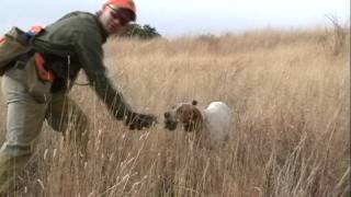 Mearns Quail Hunt  January 16 2010 [upl. by Aihsar461]