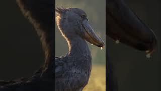 This Shoebill Stork Sounds Like A Machine facts [upl. by Lonier536]