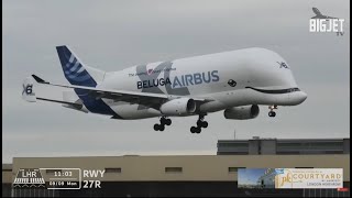 Airbus Beluga XL lands at Heathrow Airport for the very first time [upl. by Nylekoorb]