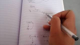 KYNURENINE PATHWAY of TRYPTOPHAN metabolism in easy way part 2 [upl. by Dibrin]