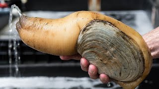 Facts The Pacific Geoduck [upl. by Bronny402]