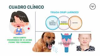 LARINGOTRAQUEITIS CRUP  EPIGLOTITIS ENARM PEDIATRIA [upl. by Ahsienak]