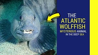 Atlantic wolffish facts intrusting facts about Atlantic wolffish [upl. by Aizatsana78]