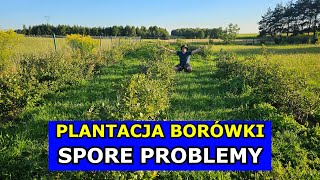 Zostałem Plantatorem Borówki Spore Problemy z Borówkami Uprawa Borówki amerykańskiej Krok po Kroku [upl. by Wagner895]