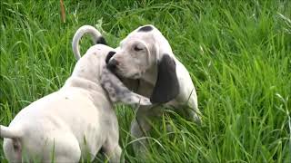 1ères sorties pour les chiots gascons saintongeois des Gorges de Conomor [upl. by Nabatse193]