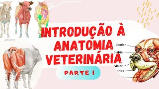 Introdução à Anatomia Veterinária part 1 [upl. by Clorinda354]