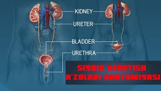 Siydik ajratish organlari anatomiyasi va fiziologiyasi [upl. by Heriberto]