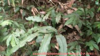 Taiwan Ferns009台灣原始觀音座蓮Angiopteris somai Hayata Kuo [upl. by Boyse]