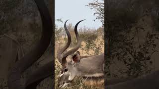 world animal Kudu animal short perffect animallife [upl. by Reerg477]