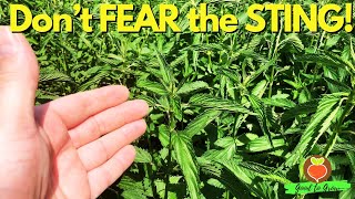 The Shocking Power of Stinging Nettle [upl. by Jovia]