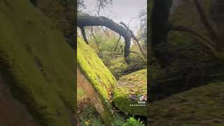 The Druids Altar ancientireland handpan druid [upl. by Aneras]