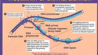 DNA Replication Leading vs Lagging Strand [upl. by Elockin]