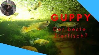 Guppy Vorstellung  Der beste Zierfisch [upl. by Nod]