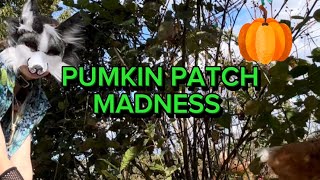 PUMKIN PATCH MADNESS 🪱💯 [upl. by Lola]