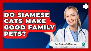 Do Siamese Cats Make Good Family Pets  PetGuide360com [upl. by Curnin]