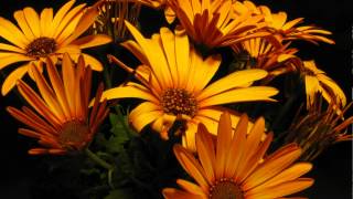 Timelapse Osteospermum Zion Orange flower [upl. by Leith]