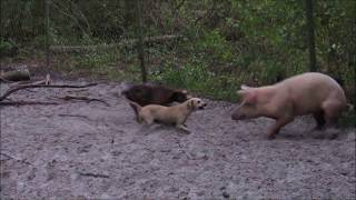 quotTraining pups to bay hogs in a bay penquot [upl. by Eidissac]