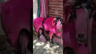 retteri Bakrid goat sale only 7500 rupees [upl. by Naiviv]