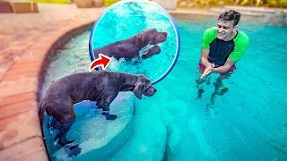 COLOQUEI MEU CACHORRO NA PISCINA PELA PRIMEIRA VEZ ‹ JonVlogs › [upl. by Anyel]