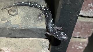 Speckled Black Salamander Aneides flavipunctatus A Real Salamander Not an Orange Bellied Newt [upl. by Ativ]