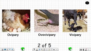 Life Sciences Grade 12 Ovipary Ovovivipary Vivipary Reproduction in Vertebrates Part 2 of 5 [upl. by Padgett]