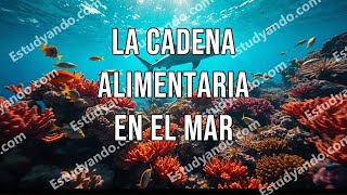 La cadena alimentaria en el Mar [upl. by Domenic]