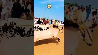 Bull race Amazing short movie award winning short movie for every indian [upl. by Tserof]