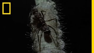 Personal Ant Army  National Geographic [upl. by Yenetruoc]