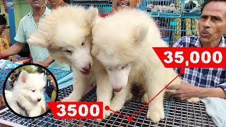 Galiff Street Pet Market Kolkata  Dog Puppy Price Update  Dog  dog market kolkata  Dog Price [upl. by Attikin]