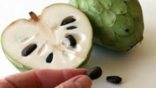 Cherimoya a very healthy exotic winter fruit [upl. by Domeniga]