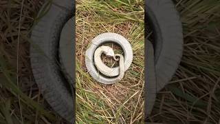 Saamp ki nautanki 😱  Eastern Hognose snake playing Dead shorts shortsfeed snake [upl. by Rehpotsirhc]