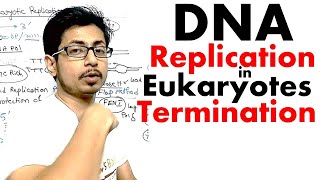 Eukaryotic DNA replication termination  DNA replication in eukaryotes lecture 3 [upl. by Kaete781]