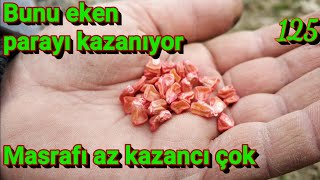 Bunu eken iyi para kazanıyor Masrafı az parası çok çiftçilik te para kazandıran işler mersin Tarsus [upl. by Odilia52]