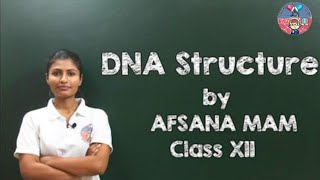 DNA Structure and its Composition Class 12 CBSE Biology [upl. by Nabetse]