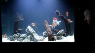 Montage dun aquarium 65 gallons deau froide [upl. by Daza435]