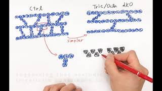 Building better barriers how occludin and tricellulin contribute to the epithelial barrier [upl. by Fedora272]