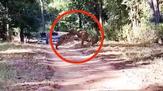 Watch 2 fullgrown Tigers engage in territorial fight [upl. by Anneuq938]